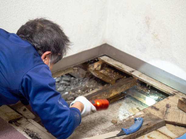 Professional Mold Remediation in Chardon, OH