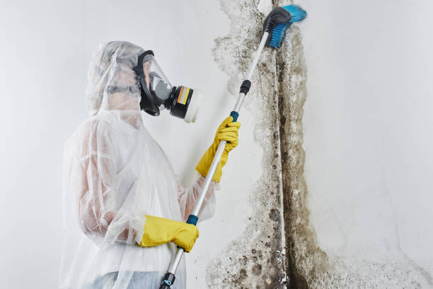 Best Industrial Mold Remediation in Chardon, OH