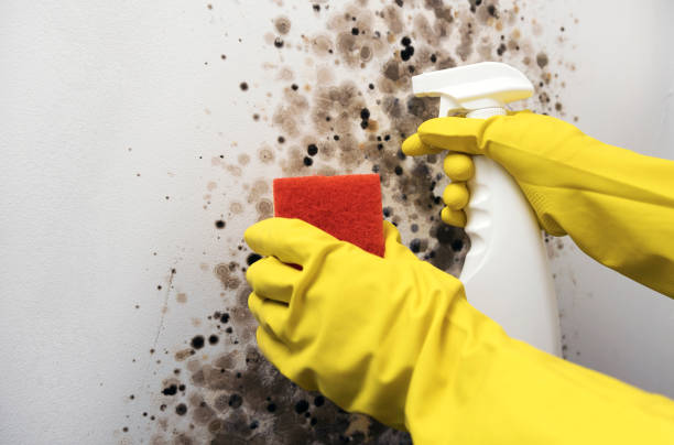 Best Kitchen Mold Remediation in Chardon, OH