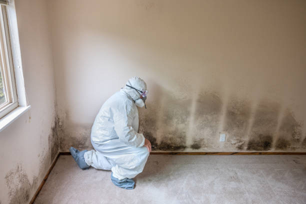 Best White Mold Remediation in Chardon, OH