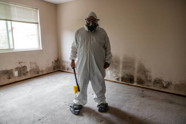 Best Basement Mold Remediation in Chardon, OH