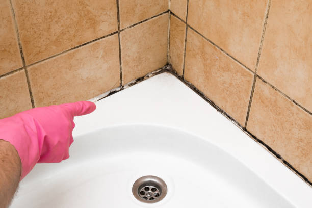 Best Crawl Space Mold Remediation in Chardon, OH